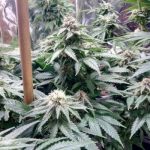 Sangria from Subcools The Dank