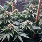 showing 12/12 Photoperiod – Insomnia – Regular – image 3 – Seed City