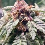 Sangria cannabis seeds – Mostly Indica – Insomnia – Regular – image 1 from Seed City