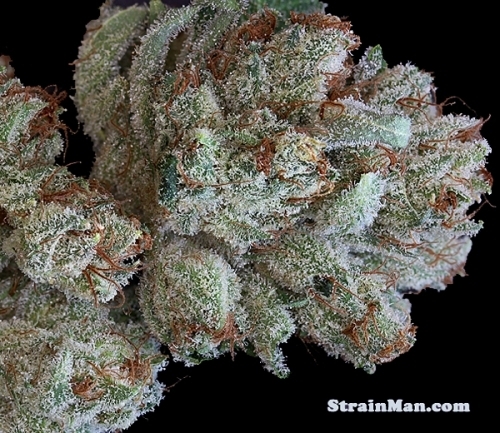 showing Feminized – Good for outdoor grow – Indica Dominant – image 1 – Seed City