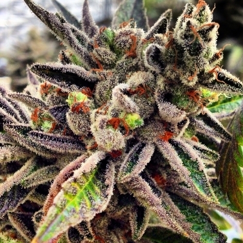 Image 2 of Scott's OG cannabis by Rare Dankness Seeds – Citrus – Indica Dominant – Good for outdoor grow – Seed City