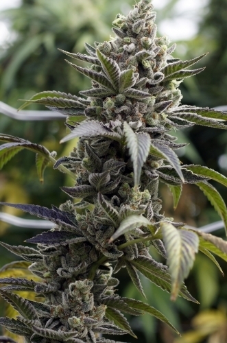 Image 3 of Scott's OG cannabis by Rare Dankness Seeds – Citrus – Indica Dominant – Good for outdoor grow – Seed City