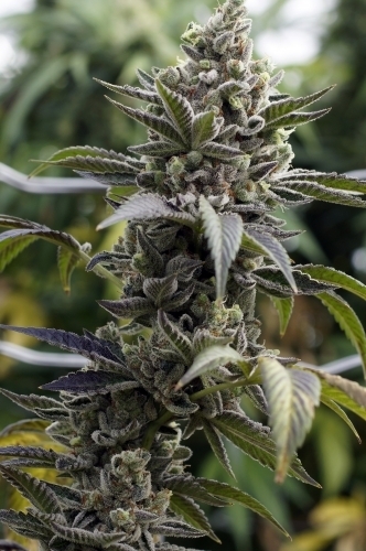 Scott's OG cannabis seeds – Indica Dominant – Feminized – 12/12 Photoperiod – image 4 from Seed City