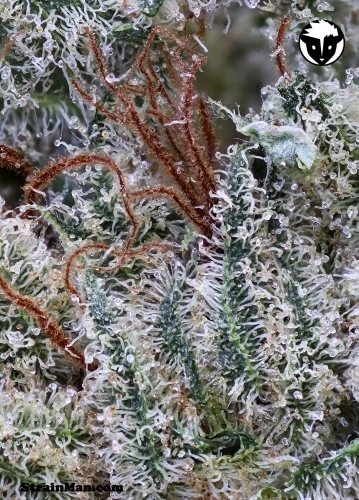 Scott's OG by Rare Dankness Seeds – Citrus – Feminized – 12/12 Photoperiod – image 5 – Seed City
