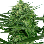 Guaranteed female plants – 12/12 Photoperiod – Lemon – Sensi Amnesia strain – image 1 – from Sensi Seeds via Seed City