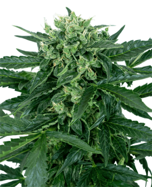 Sensi Amnesia Automatic