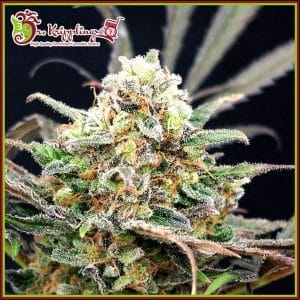 Separation Cake Auto