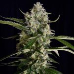 Seriosa cannabis seeds – 50% Indica/50% Sativa – Good for outdoor grow – 12/12 Photoperiod – image 1 from Seed City