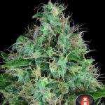 showing Anise – 12/12 Photoperiod – The End of September – image 3 – Seed City