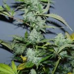 White Russian Autoflowering by Serious Seeds – Short (up to 80cm) – Indica-heavy – Auto-Flowering – image 4 – Seed City