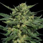 White Russian Autoflowering cannabis seeds – Short (up to 80cm) – Auto-Flowering – Outdoor – image 3 from Seed City