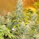 Double Dutch by Serious Seeds – Floral – 12/12 Photoperiod – Suited for indoor growing – image 3 – Seed City
