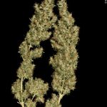 Kali Mist από Serious Seeds