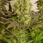 Motavation cannabis seeds – Indica Dominant – Regular – Good for outdoor grow – image 2 from Seed City