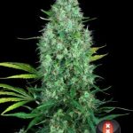 Serious 6 from Serious Seeds