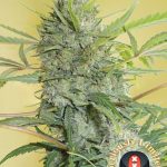 Serious Happiness cannabis seeds – 12/12 Photoperiod – 50% Indica/50% Sativa – Fruity – image 2 from Seed City
