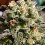 Warlock by Serious Seeds – 12/12 Photoperiod – Sour – Beginning of November – image 4 – Seed City