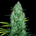 Serious 6 cannabis seeds – Resistant to Mould – Outdoor cultivation – Regular – image 1 from Seed City