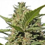 Female seeds – Fruity – Outdoor cultivation – Serious Happiness strain – image 1 – from Serious Seeds via Seed City