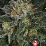 Serious Kush from Serious Seeds