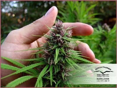 Shaman from Dutch Passion Seeds