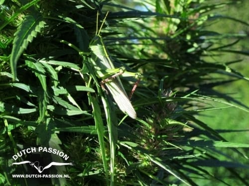 showing Tall (140cm plus) – Sativa-leaning – Woodsy – image 2 – Seed City