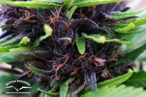 Shaman by Dutch Passion Seeds – Tall (140cm plus) – Good for outdoor grow – Beginning of October – image 3 – Seed City