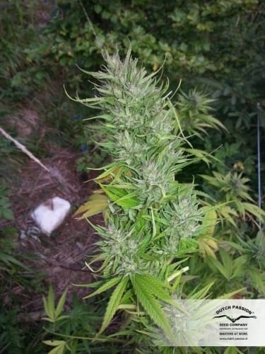 Shaman by Dutch Passion Seeds – Resistant to Pests – Beginning of October – Female seeds – image 4 – Seed City