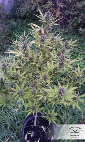 Image 7 of Shaman cannabis by Dutch Passion Seeds – Beginning of October – Woodsy – Female seeds – Seed City