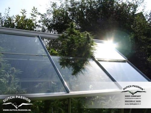 Shaman by Dutch Passion Seeds – Woodsy – Female seeds – Good for outdoor grow – image 8 – Seed City