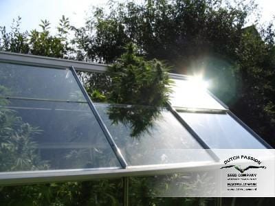 Shaman cannabis seeds – Woodsy – Good for outdoor grow – Sativa-leaning – image 10 from Seed City