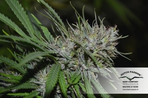 Shaman by Dutch Passion Seeds – Good for outdoor grow – Woodsy – 12/12 Photoperiod – image 11 – Seed City