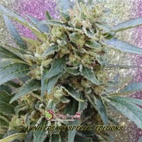 Shark Infested Custard