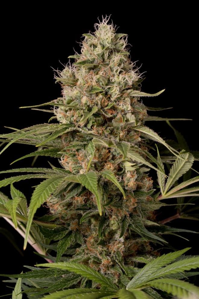 Shark Shock CBD from Dinafem Seeds