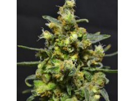 Image 1 of ShellShock Auto cannabis by 710 Genetics – Auto-Flowering – Female seeds – Indoor-friendly – Seed City