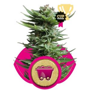 Shining Silver Haze by Royal Queen Seeds – The End of October – Sweet – Large yield – image 1 – Seed City