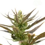 12/12 Photoperiod – Resistant to Mould – Spicy – Shiskaberry strain – image 1 – from Seed City Seeds via Seed City