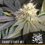 Image 1 of Short Stuff #1 cannabis by Short Stuff Seeds – Short (up to 80cm) – Body Stone – Auto-Flowering – Seed City