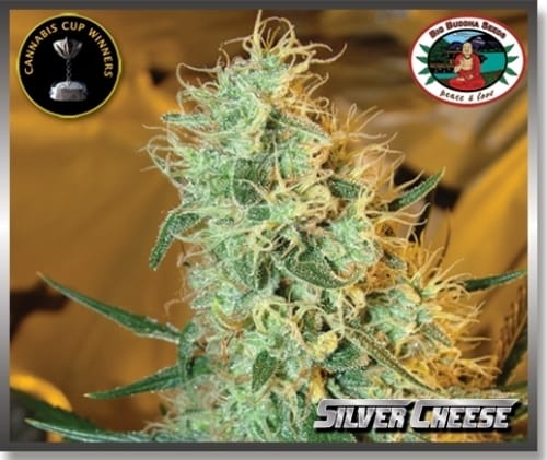 Silver Cheese by Big Buddha Seeds – Uplifting – 12/12 Photoperiod – Guaranteed female plants – image 4 – Seed City