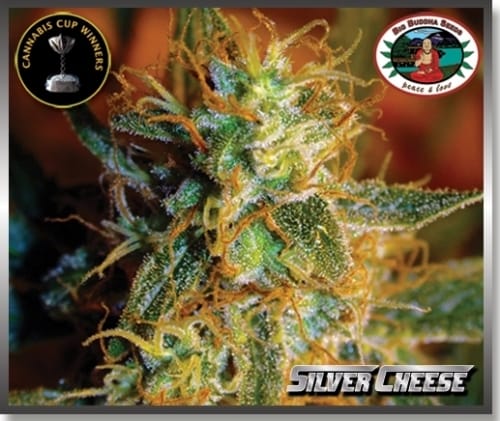 showing Sativa-leaning – Uplifting – Fruity – image 3 – Seed City