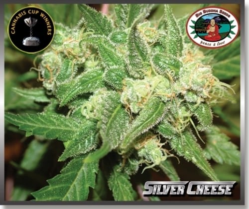 Silver Cheese from Big Buddha Seeds