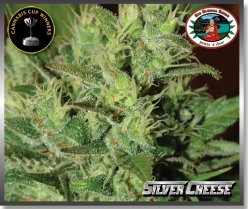 Silver Cheese by Big Buddha Seeds – 12/12 Photoperiod – Uplifting – Good for outdoor grow – image 2 – Seed City