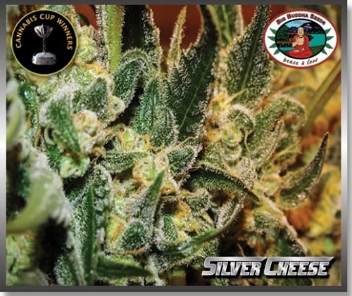 Silver Cheese by Big Buddha Seeds – Good for outdoor grow – Uplifting – 12/12 Photoperiod – image 5 – Seed City
