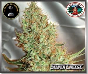 Silver Cheese