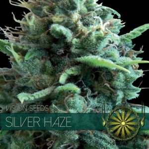 Silver Haze cannabis seeds – Middle of October – Cerebral – 12/12 Photoperiod – image 1 from Seed City