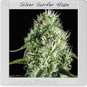 Silversurfer Haze cannabis seeds – Mostly Sativa – The End of October – Super Strength – image 1 from Seed City