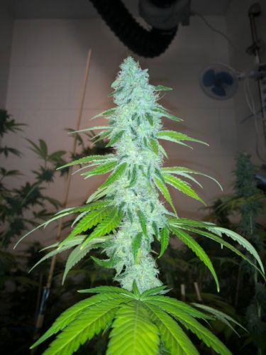 Simple Wedding Cake S1 by Pheno Finder Seeds – Good for outdoor grow – Mostly Indica – Earthy – image 2 – Seed City