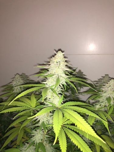 Simple Wedding Cake S1 by Pheno Finder Seeds – Earthy – 12/12 Photoperiod – Good for outdoor grow – image 3 – Seed City