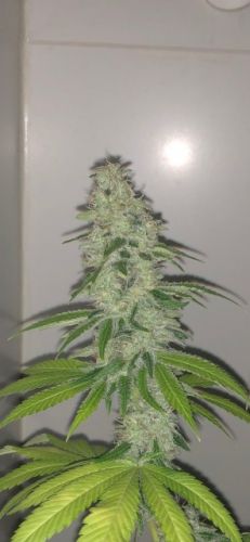 Simple Wedding Cake S1 from Pheno Finder Seeds