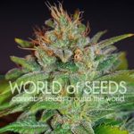 Image 1 of Skunk 47 cannabis by World of Seeds – Female seeds – Citrus – 12/12 Photoperiod – Seed City